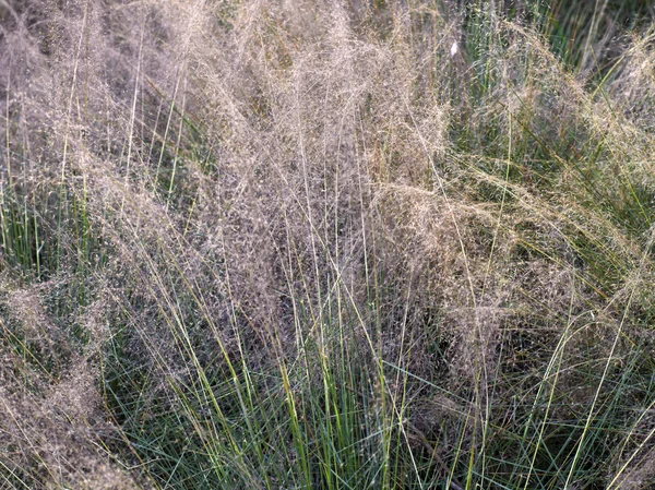 Herbe sèche épaisse — Photo