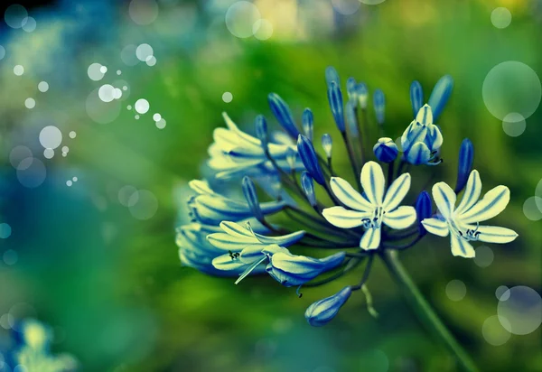 Blauwe bloemen bloeien in veld — Stockfoto