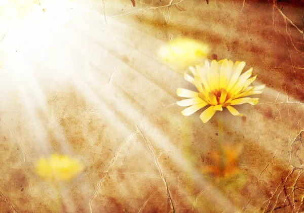 小さな黄色の花 — ストック写真