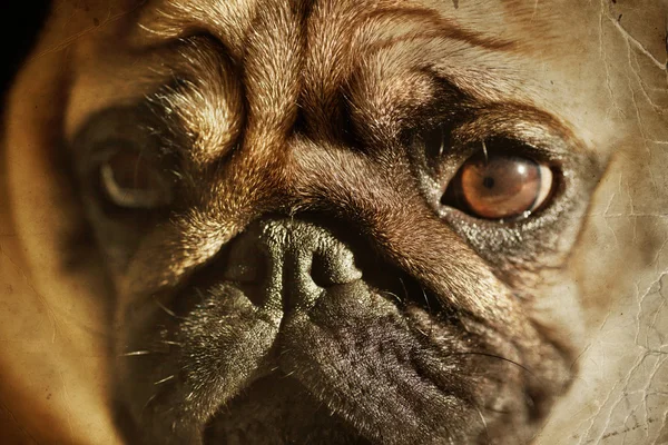 Grappige pug dog — Stockfoto