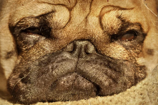 Cão-cachorro engraçado — Fotografia de Stock