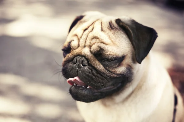 Grappige pug dog — Stockfoto