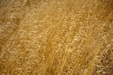 Gün batımında çimen tarlası