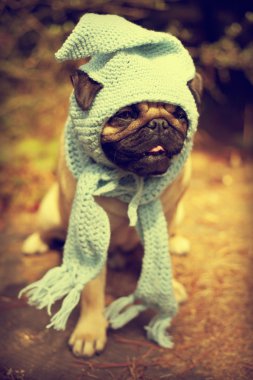 komik pug köpek