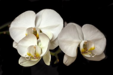 Beyaz Orkide