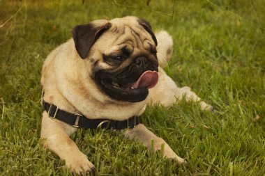 Pug köpek çimlerin üzerine