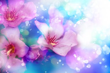 yabani çiçek çiçeklenme