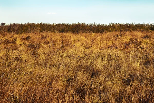 Nature landscape — Stock Photo, Image