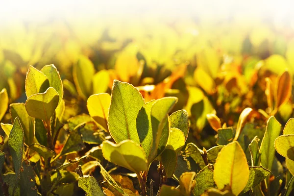 Foglie giallo autunno — Foto Stock