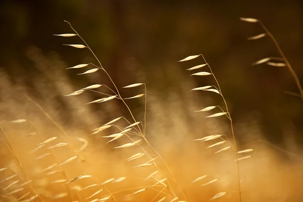 Wiese mit Gras bei Sonnenuntergang — Stockfoto