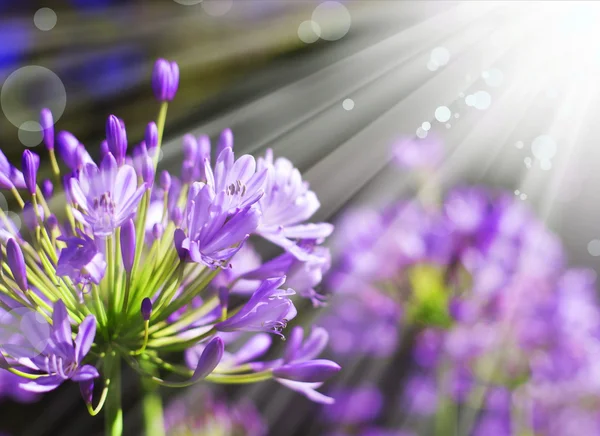 Afrikaanse lelie blauwe bloemen — Stockfoto