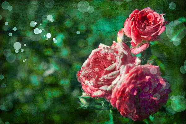 Pink rose flowers blooming in summer garden
