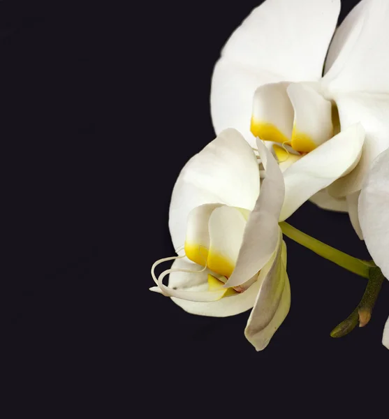 Bílé květy orchidejí — Stock fotografie