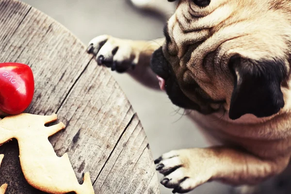 Pug dog with holiday cookies — Stock Photo, Image