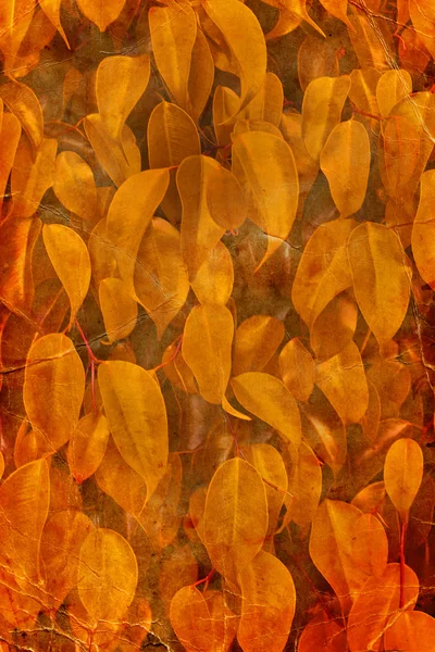 Yellow autumn leaves background — Stock Photo, Image