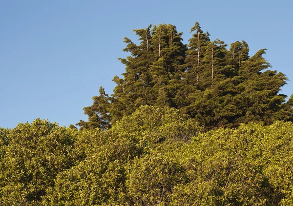 Paisaje otoñal con hojas amarillas — Foto de Stock