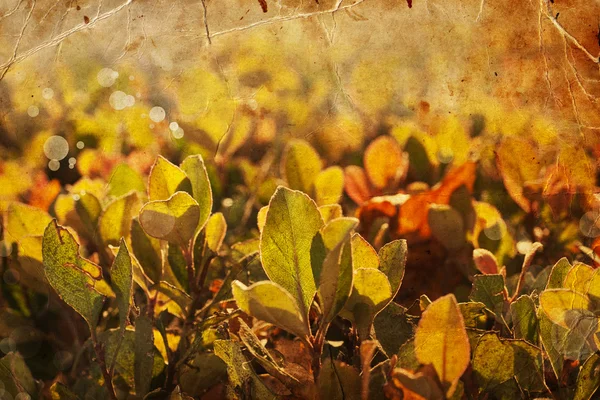 Gelb Herbst Blätter Hintergrund — Stockfoto