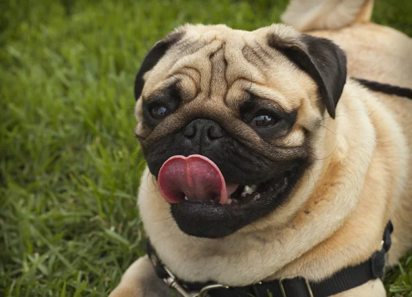 Pug hond op gras — Stockfoto