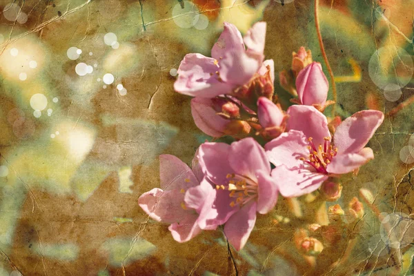 Fiori rosa che sbocciano nel campo — Foto Stock