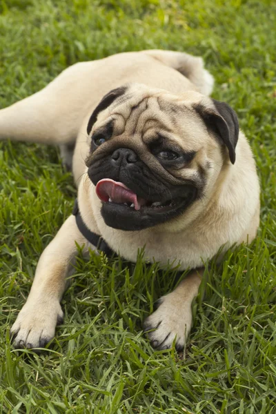 Mops pies na trawie — Zdjęcie stockowe