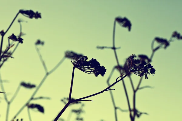 Kuru bitkiler — Stok fotoğraf