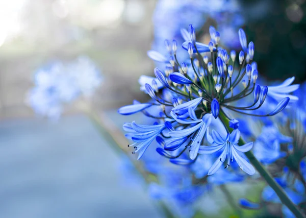 Blue flowers blooming in field — Stock Photo, Image