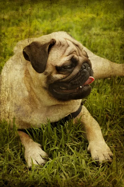 Pug hond op gras — Stockfoto