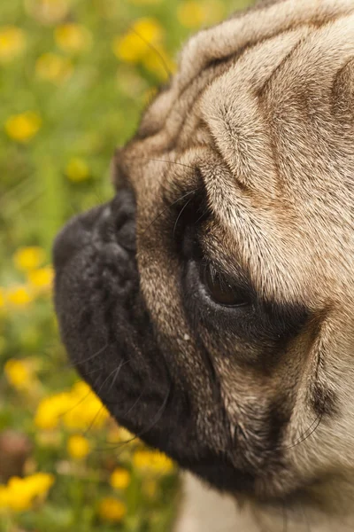 Mops pies na trawie — Zdjęcie stockowe