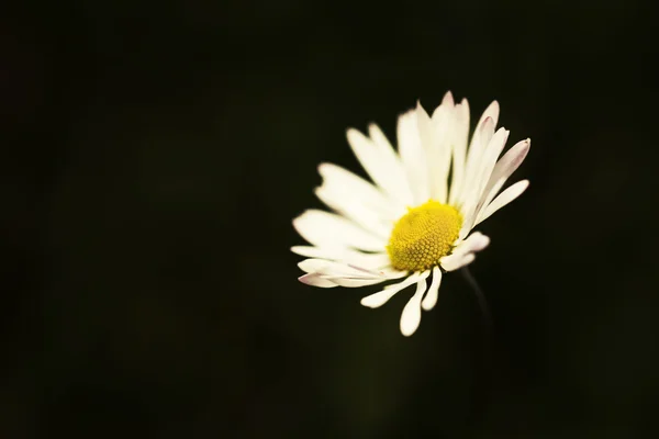 Bílá heřmánkový květ — Stock fotografie