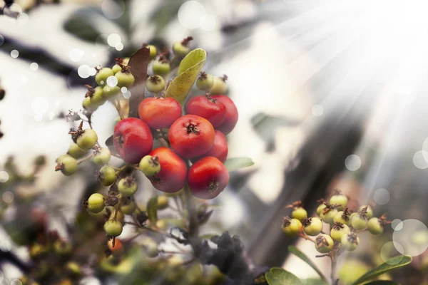 Strauch mit roten Beeren — Stockfoto