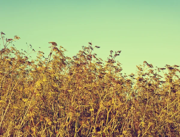 Natur Landschaft Hintergrund mit blauem Himmel — Stockfoto