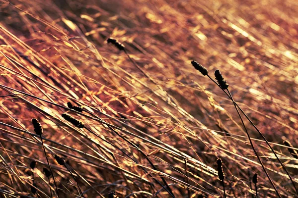 Wiese mit Gras bei Sonnenuntergang — Stockfoto