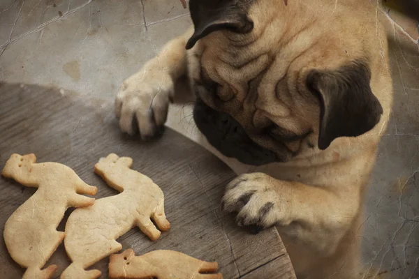 Pug dog with holiday cookies — Stock Photo, Image