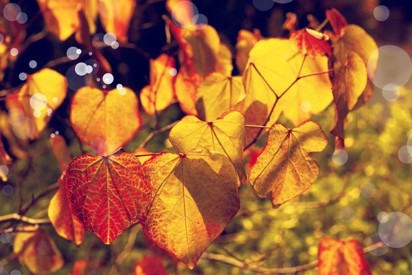 Yellow autumn leaves background — Stock Photo, Image