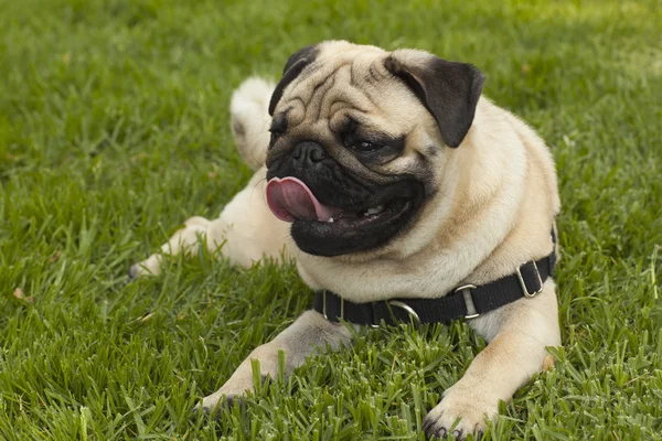 Pug hond op gras — Stockfoto