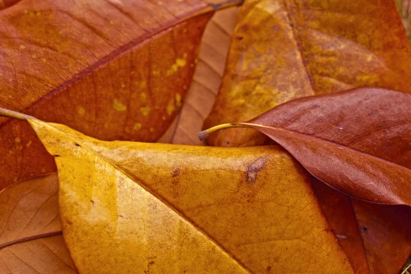 Autumn magnolia leaves — Stock Photo, Image