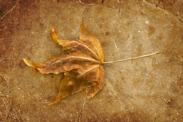 Autumnal yellow leaf — Stock Photo, Image