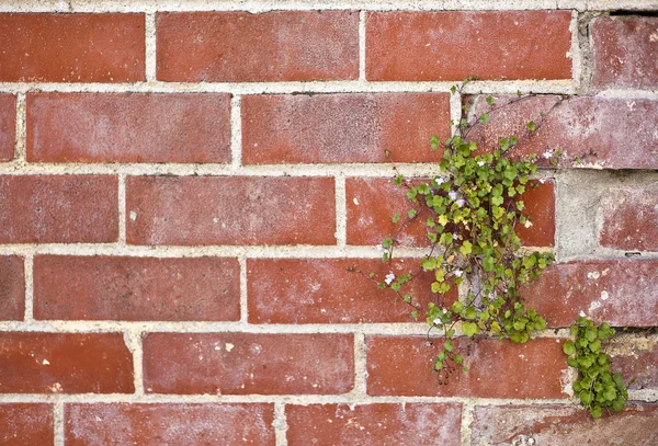 Red brick wall — Stock Photo, Image