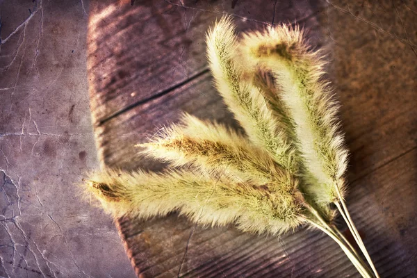 Flor de hierba seca — Foto de Stock