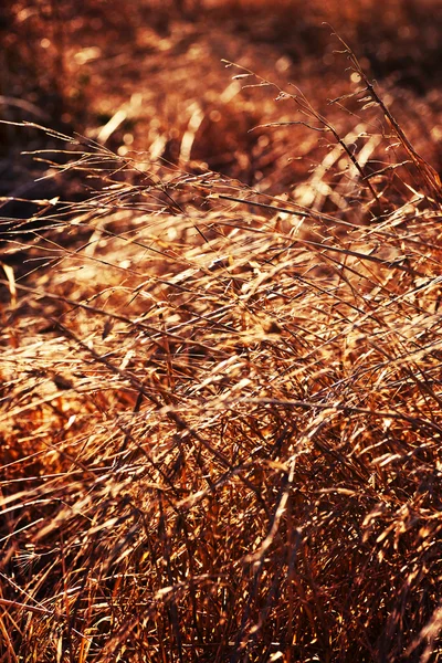 Wiese mit Gras bei Sonnenuntergang — Stockfoto