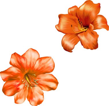 turuncu kırmızı lily