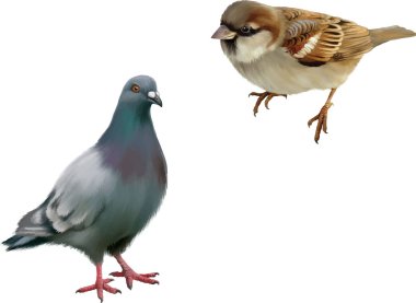 House Sparrow and Gray dove clipart