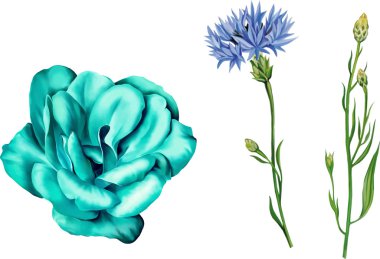 Knapweed çiçek ve Mavi gül