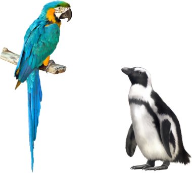 Gentoo penguin and blue parrot macaw