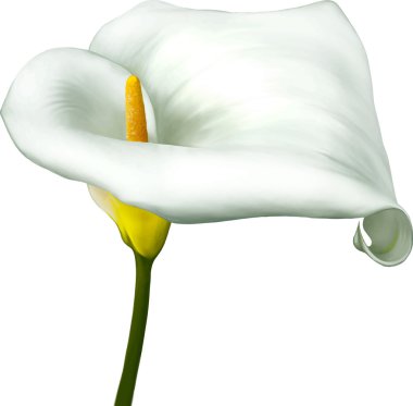 Beyaz zambak