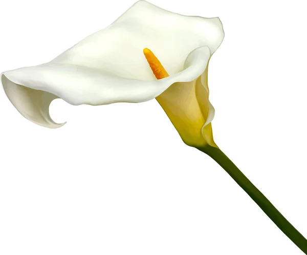 Witte calla lelie — Stockvector