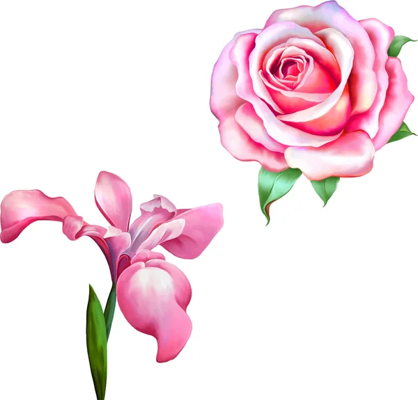 핑크 로즈 꽃과 보라색 아이리스 — 스톡 벡터