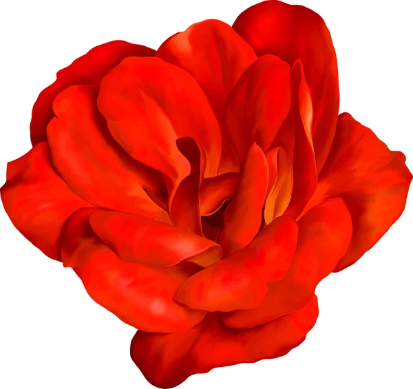 Kırmızı gül çiçek — Stok Vektör