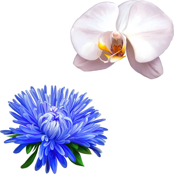 Orchidée blanche et aster — Image vectorielle