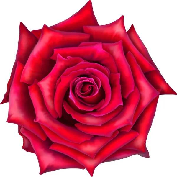 Rosa roja flor — Vector de stock